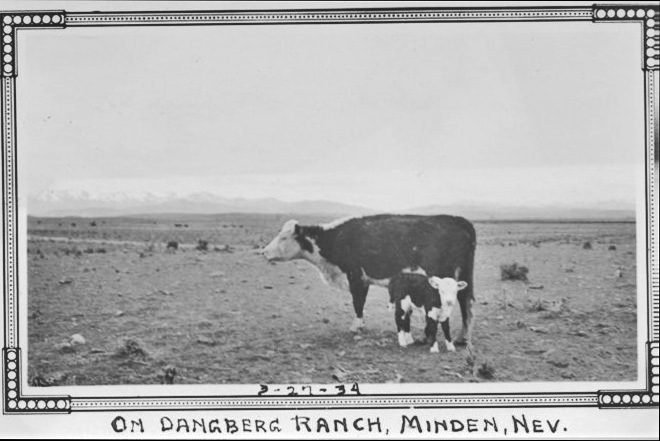 Cow-Calf-1934